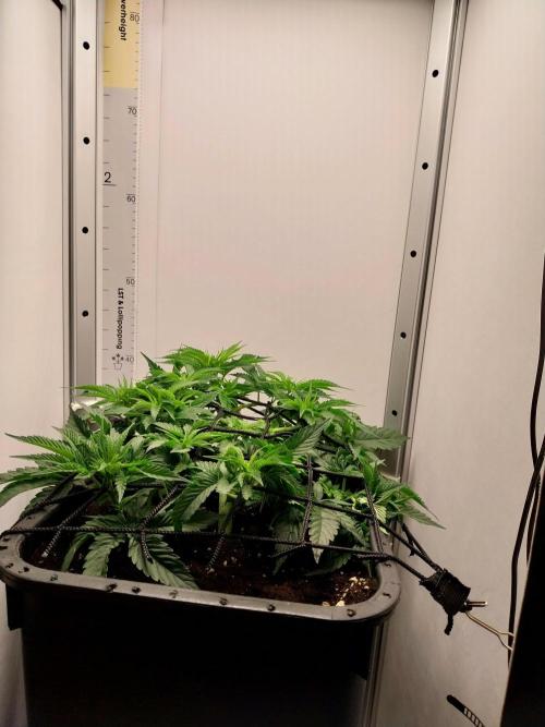 White coconut pie. Week 4