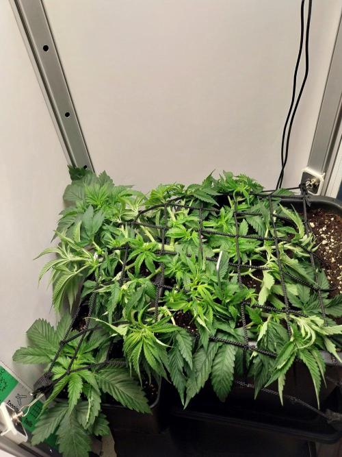 White coconut pie. Week 4
