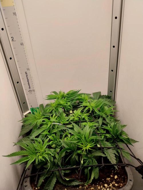 White coconut pie. Week 4