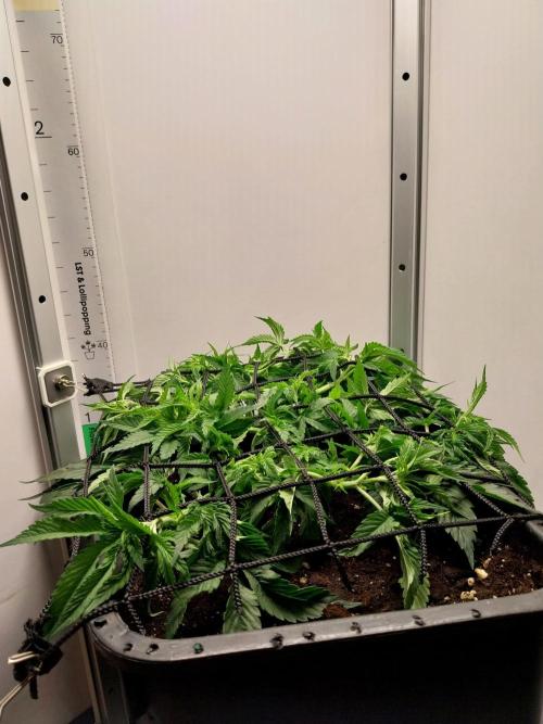 White coconut pie. Week 4