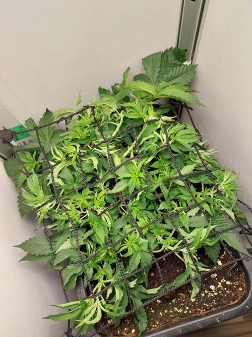 White coconut pie. Week 4