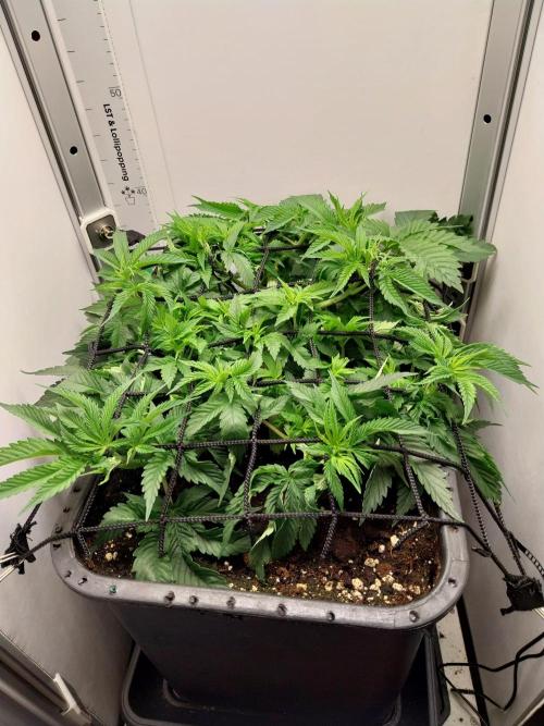 White coconut pie. Week 4