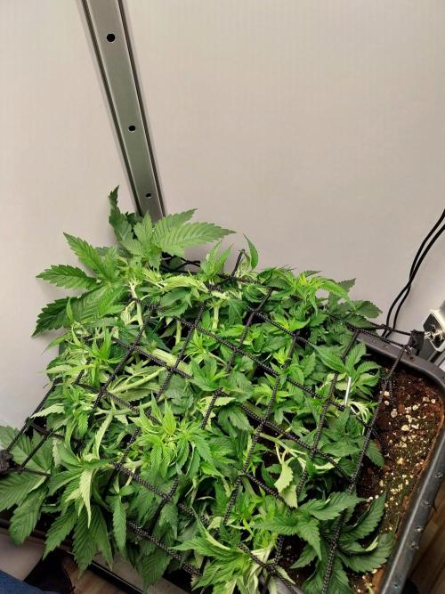 White coconut pie. Week 4