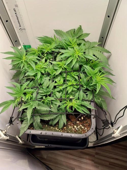 White coconut pie. Week 4