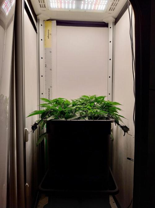 White coconut pie. Week 4