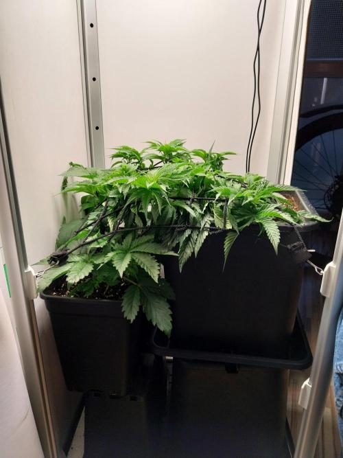 White coconut pie. Week 4