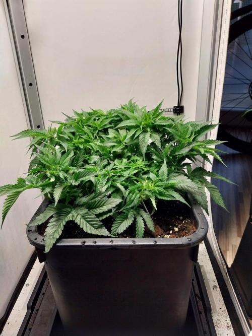 White coconut pie. Week 4