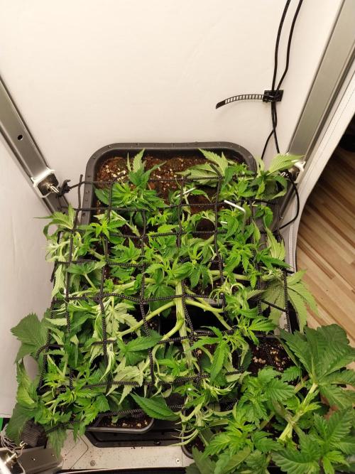 White coconut pie. Week 4