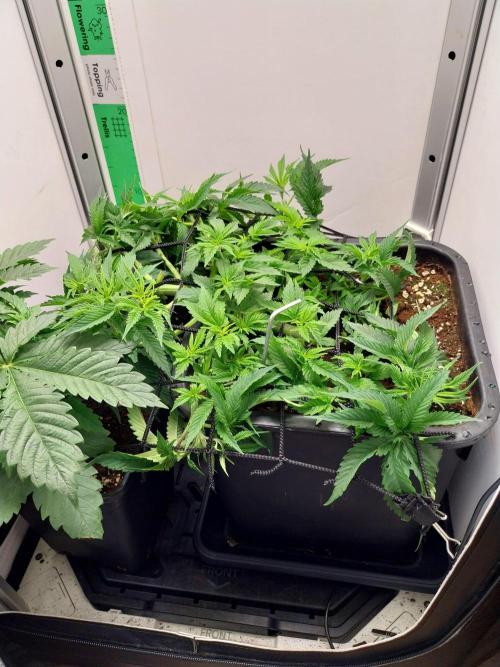 White coconut pie. Week 4