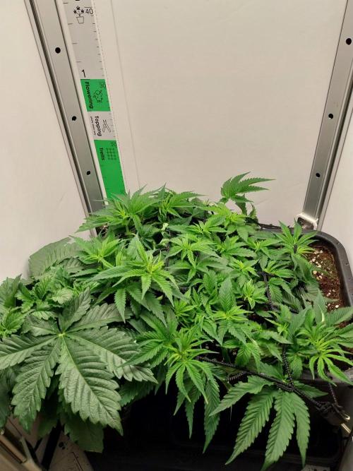 White coconut pie. Week 4