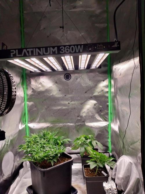White coconut pie. Week 4