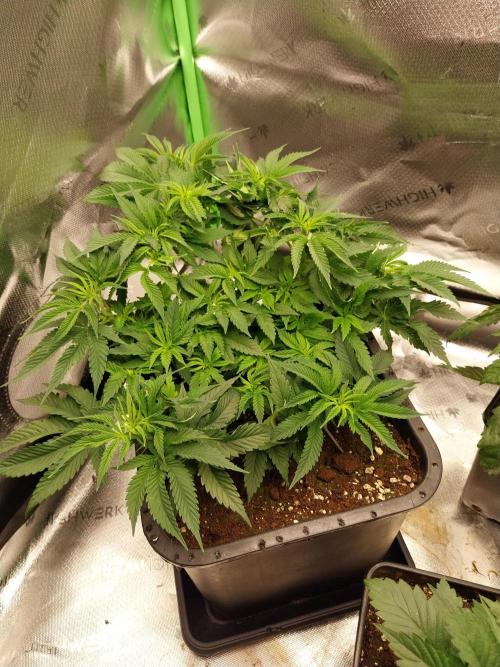 White coconut pie. Week 4