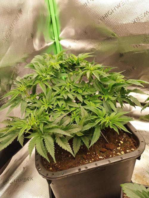 White coconut pie. Week 4