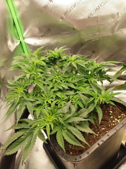 White Coconut Pie. Week 4