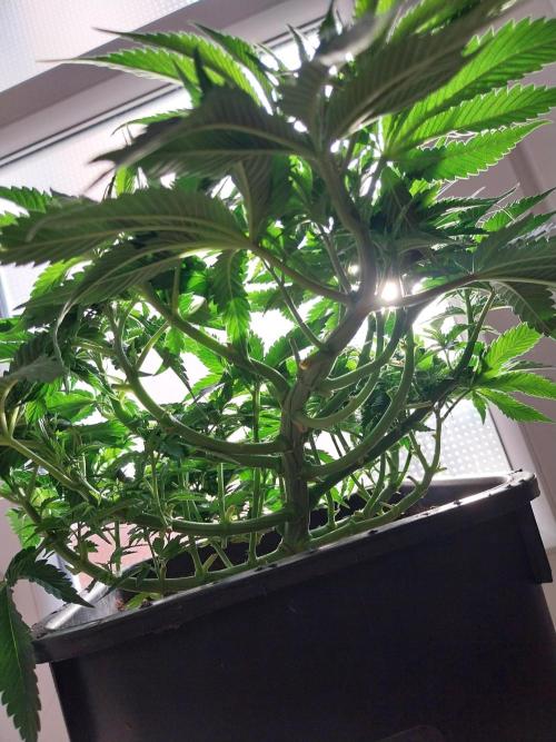 White coconut pie. Week 5