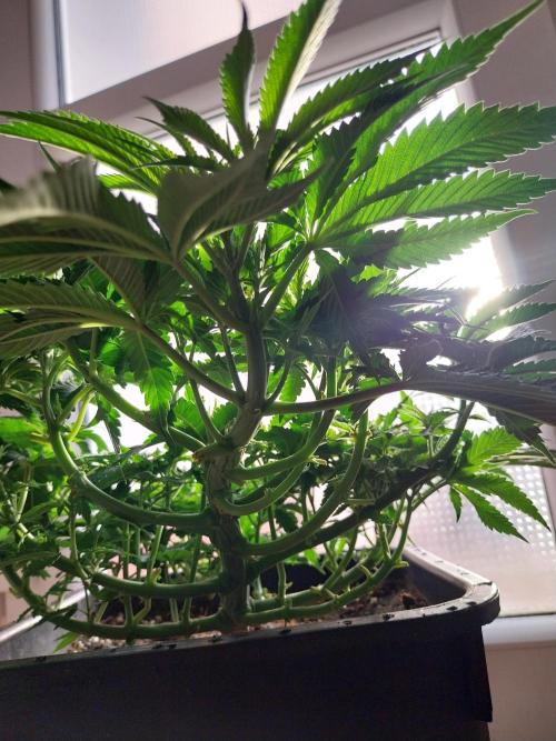 White coconut pie. Week 5