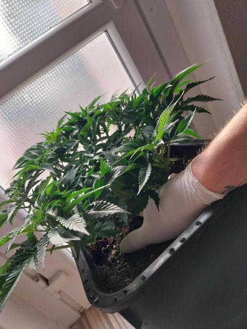 White coconut pie. Week 5