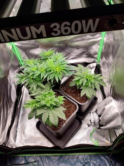 White coconut pie. Week 5