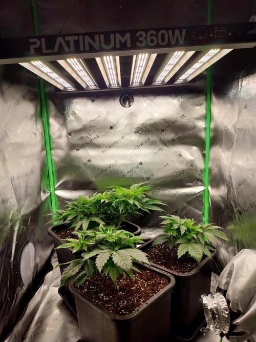 White coconut pie. Week 5