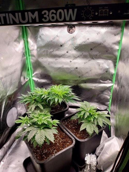White coconut pie. Week 5