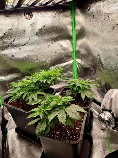 White coconut pie. Week 5