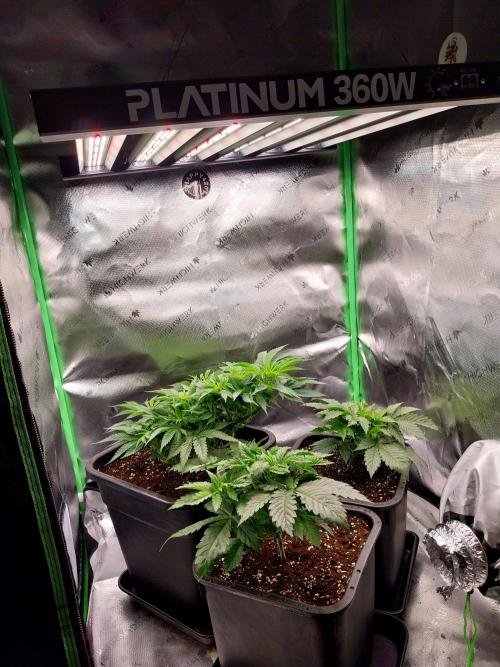 White coconut pie. Week 5