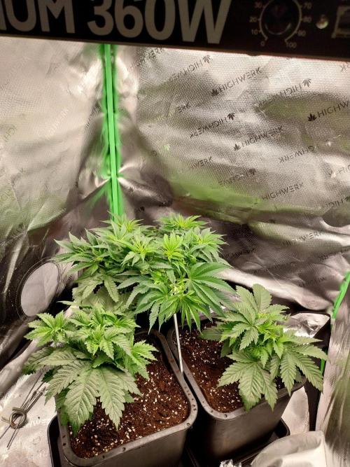 White coconut pie. Week 5