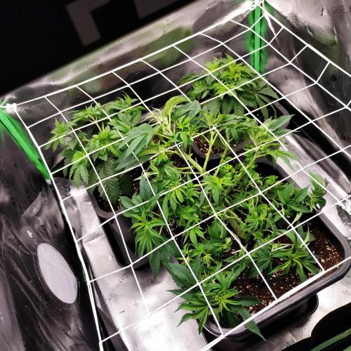 White coconut pie. Week 5