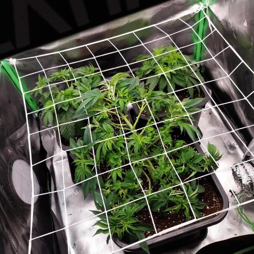 White coconut pie. Week 5