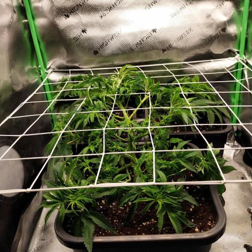 White coconut pie. Week 5