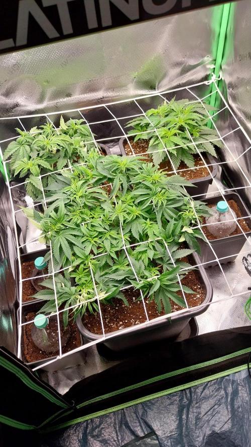 White coconut pie. Week 5