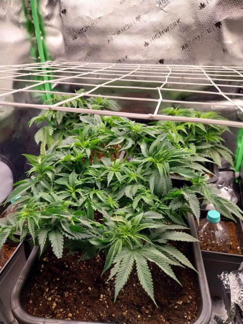 White coconut pie. Week 5