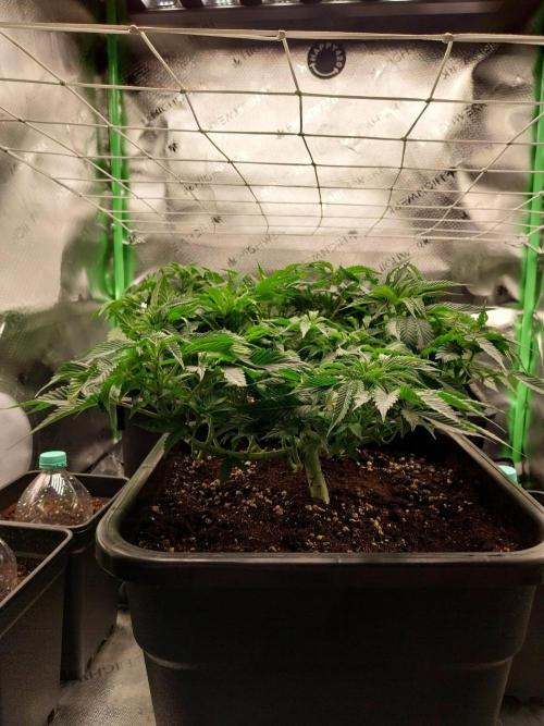 White coconut pie. Week 5