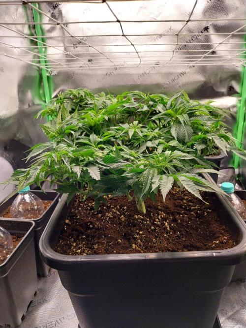 White coconut pie. Week 5