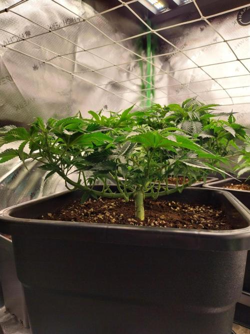 White coconut pie. Week 5