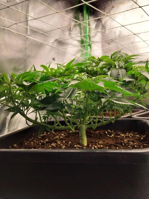 White coconut pie. Week 5