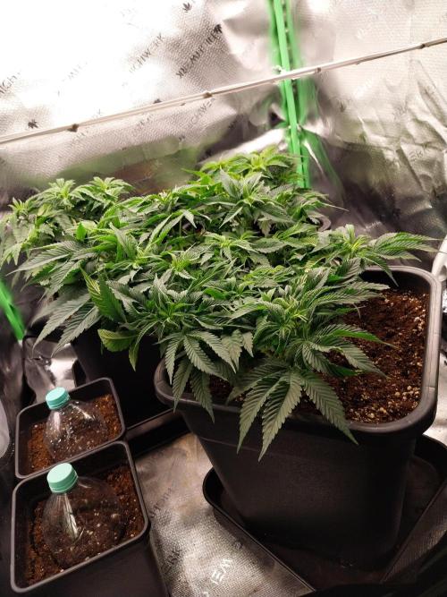 White coconut pie. Week 5