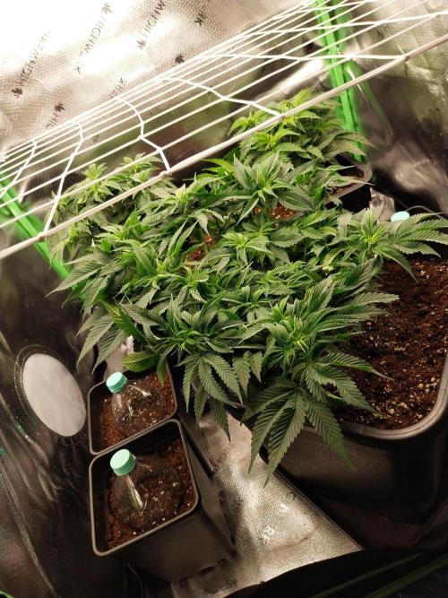 White coconut pie. Week 5