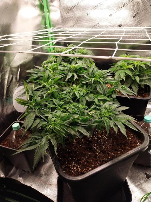 White coconut pie. Week 5