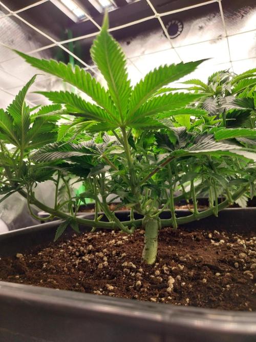 White coconut pie. Week 5