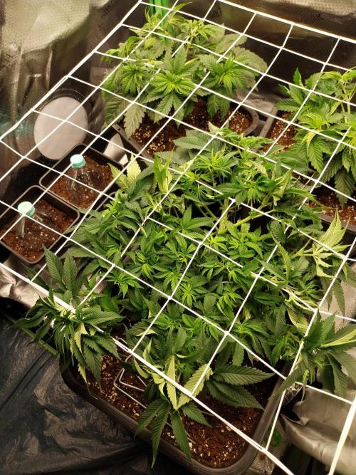 White coconut pie. Week 5