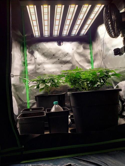 White coconut pie. Week 5
