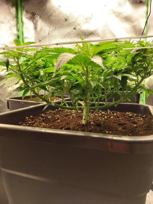 White Coconut Pie. Week 5