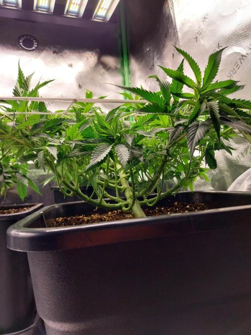 White coconut pie. Week 6