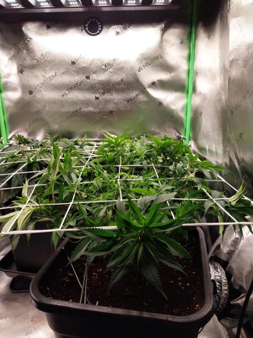 White coconut pie. Week 6