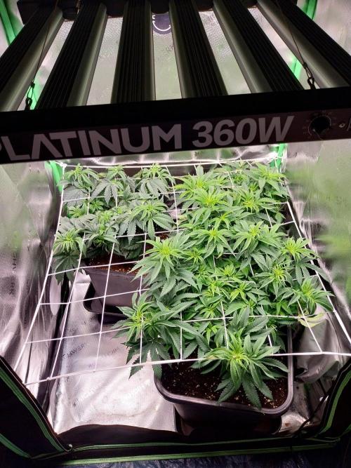 White coconut pie. Week 6