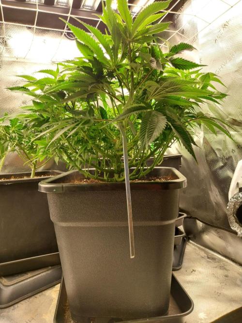 White coconut pie. Week 6