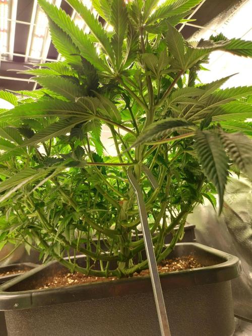 White coconut pie. Week 6