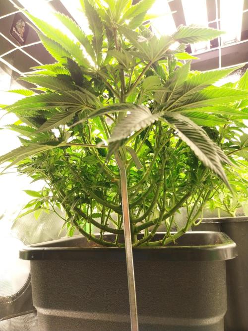 White coconut pie. Week 6