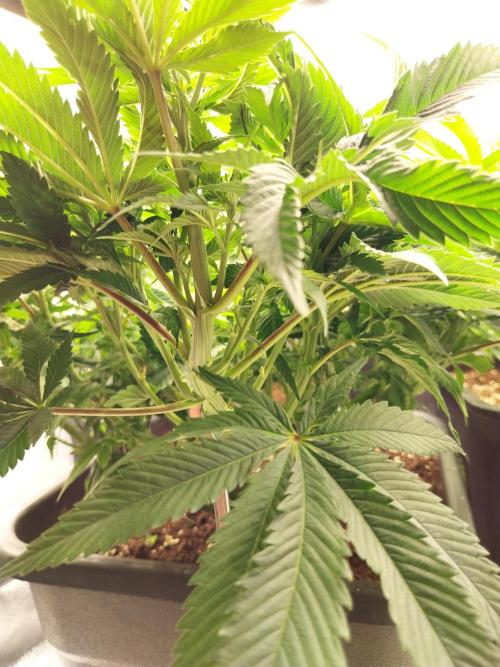 White coconut pie. Week 6